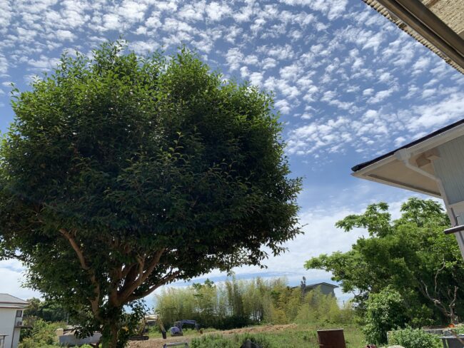 我が家の庭にあるさざんかの木と空の様子を撮影した写真