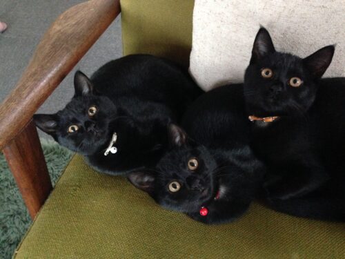 我が家の3兄妹猫の様子を撮影した写真