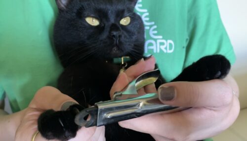 ライフの爪切りを使って飼い猫の爪を切っている様子を撮影した写真