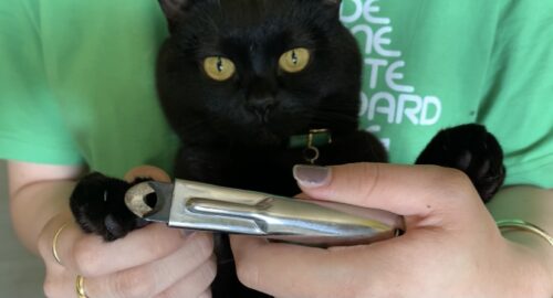 母猫ベニスの爪切りの様子を撮影した写真